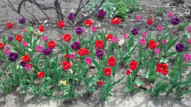 pink, purple, and red tulips