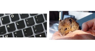 Computer keyboard focused on question mark key. Salt marsh harvest mouse.