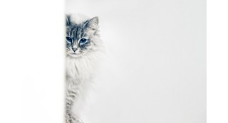 A cat peeks around the corner