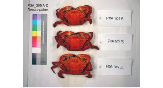 Different kinds of crabs