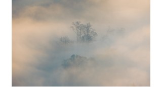 Trees peek through heavy fog