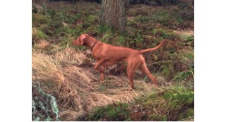 Pointer dog pointing